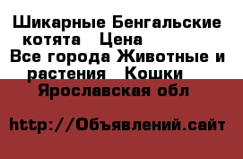 Шикарные Бенгальские котята › Цена ­ 25 000 - Все города Животные и растения » Кошки   . Ярославская обл.